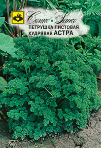 Петрушка Астра, кудрявая купить