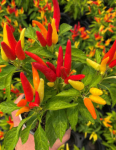 Перец декоративный Чилли-Чили,смесь 1шт гш072 купить