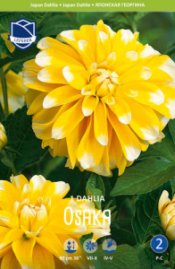 Георгина японская Osaka /1шт купить