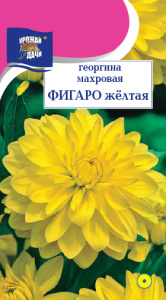Георгина Фигаро Желтая махровая  купить