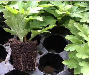 Хризантема рассада в ассортименте 1шт купить