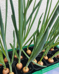 Лук севок на зелень купить