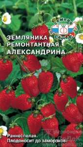 Земляника Александрина  купить