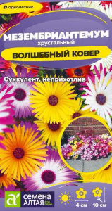 Мезембриантемум Волшебный ковёр купить