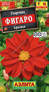 Георгина Фигаро Красная махровая купить