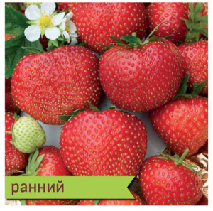 Земляника Эльвира купить
