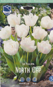 Тюльпан махровый ранний "North Cap" (1х10шт) купить