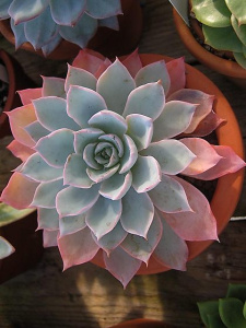 Эхеверия Пекокка (светло-розовая) 1шт гш/235 купить