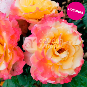 Роза Аппалачи купить