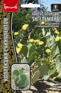 Кактус Энгельмана опунция купить
