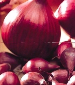 Лук севок Электрик (Гол) 1кг/20 купить