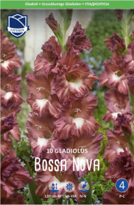 Гладиолус Bossa Nova /10шт  купить