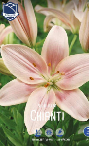 Лилия Кьянти /3шт купить