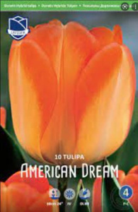 Тюльпан дарвинов гибрид "Amercan Dream" (1х10шт) купить