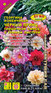 Георгина Черный принц, смесь купить