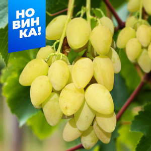 Виноград Елена купить