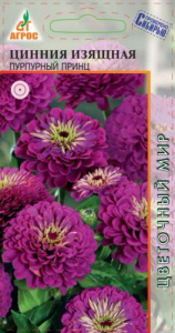 Цинния Пурпурный принц  купить