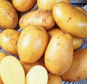 Картофель семенной Королева Анна 2кг(Суперэлита) купить