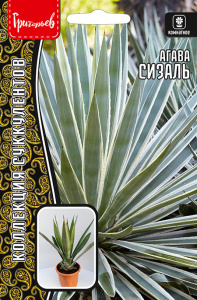 Агава Сизаль купить