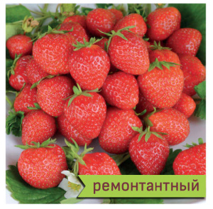 Земляника Мара Де Буа купить