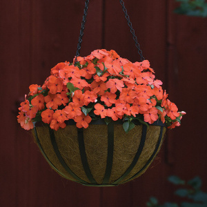 Бальзамин Бекон Салмон (лососевый) 1шт Б133/40 купить