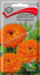 Календула низкорослая Фиеста оранжевая купить