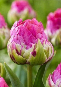 Тюльпан Викед ин Пинк /5шт купить