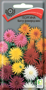 Георгина Кактус фловеред микс купить