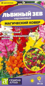 Львиный зев Магический Ковёр  купить