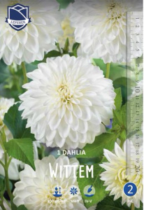 Георгина гигантская Wittem /1шт NEW купить