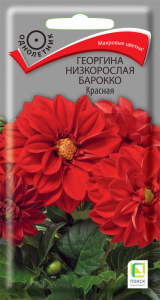 Георгина низкорослая Барокко Красная купить