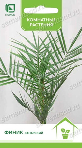 Финик канарский купить