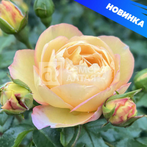 Роза Шато де Шеверни купить