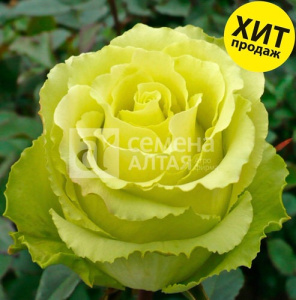 Роза Зеленый чай