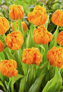 Тюльпан махровый ранний "Orca" (1х10шт) купить