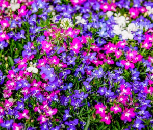 Лобелия компактная Ривьера Микс (смесь) 1шт Л325/54 купить