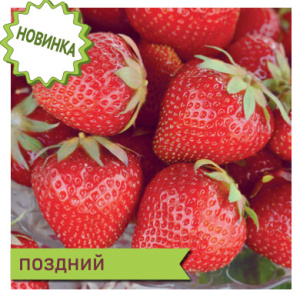 Земляника Магнус садовая  купить