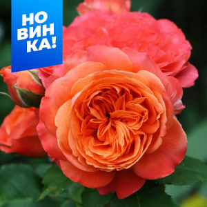 Роза Эмильон Гийо купить