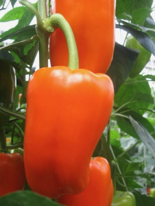 Перец  Оранжевый принц (оранж.) рассада 1шт купить