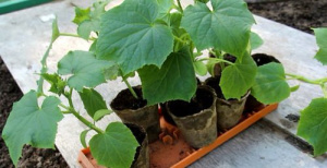 Огурец Гирлянда рассада 1шт/24 купить