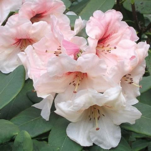 Рододендрон Ханиа гибридный ЦК купить