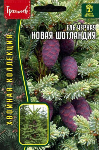 Ель Новая Шотландия чёрная (Nova Scotia)  купить