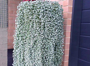 Дихондра ампельная Силвер Фолс (серебристая) 1шт Д101 купить