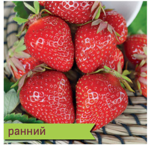 Земляника Клери садовая  купить