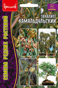 Эвкалипт Камадульский купить