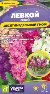 Левкой десятинедельный Седой гном  купить