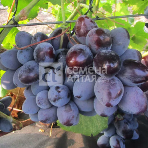 Виноград Ласточка купить