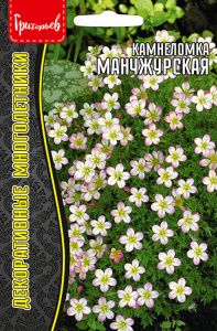 Камнеломка Манчжурская купить