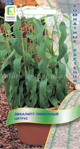 Эвкалипт лимонный Цитрус  купить
