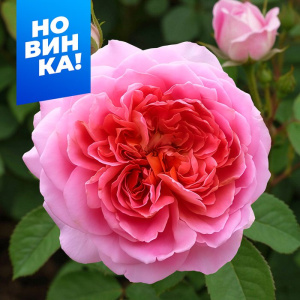 Роза Французское платье купить